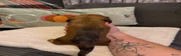 Miniature Dachshund dogs for sale: 2 Girl Miniature Dachshunds (long/mid haired) - Advert 4