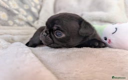 Pug dogs for sale: Quality PUG puppies. Fawn.Black and Blue/Tan - Image 14