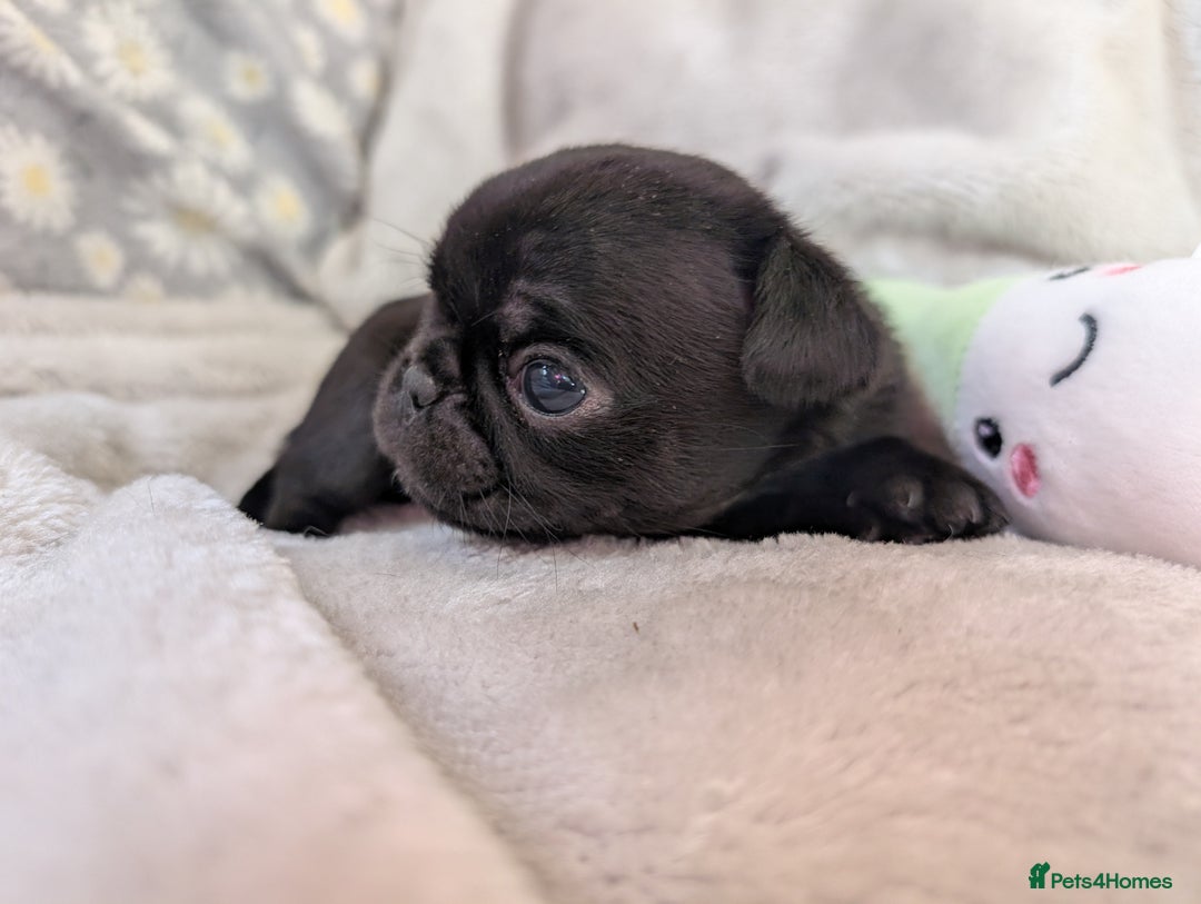 Pug dogs for sale: Quality PUG puppies. Fawn.Black and Blue/Tan - Image 14