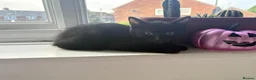 Mixed Breed cats for sale: 5 black long hair kittens  - Advert 2