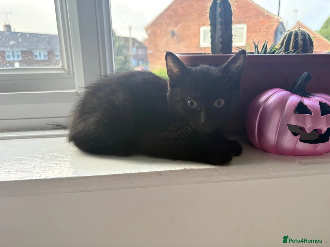 Mixed Breed cats for sale: 5 black long hair kittens  - Advert 2