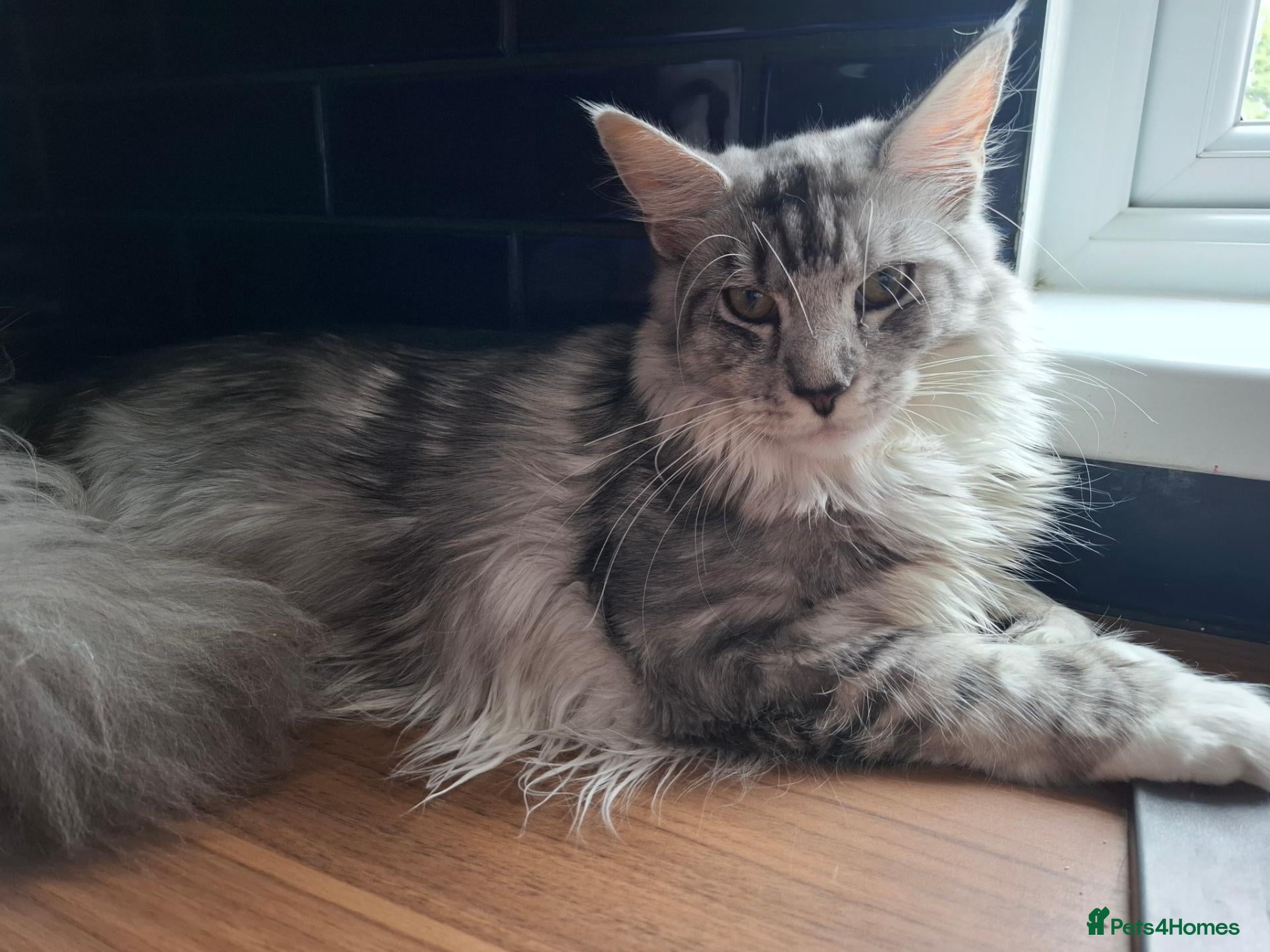 Maine Coon cats Tica registered polydactyl Maine coon - Advert 1