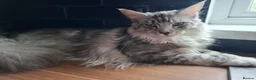 Maine Coon cats for sale: Tica registered polydactyl Maine coon - Advert 1