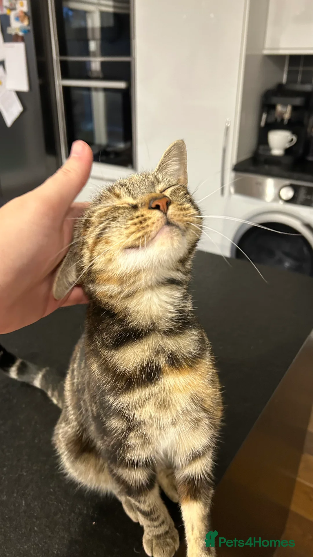 Bengal cats for sale: Ella  - Advert 4