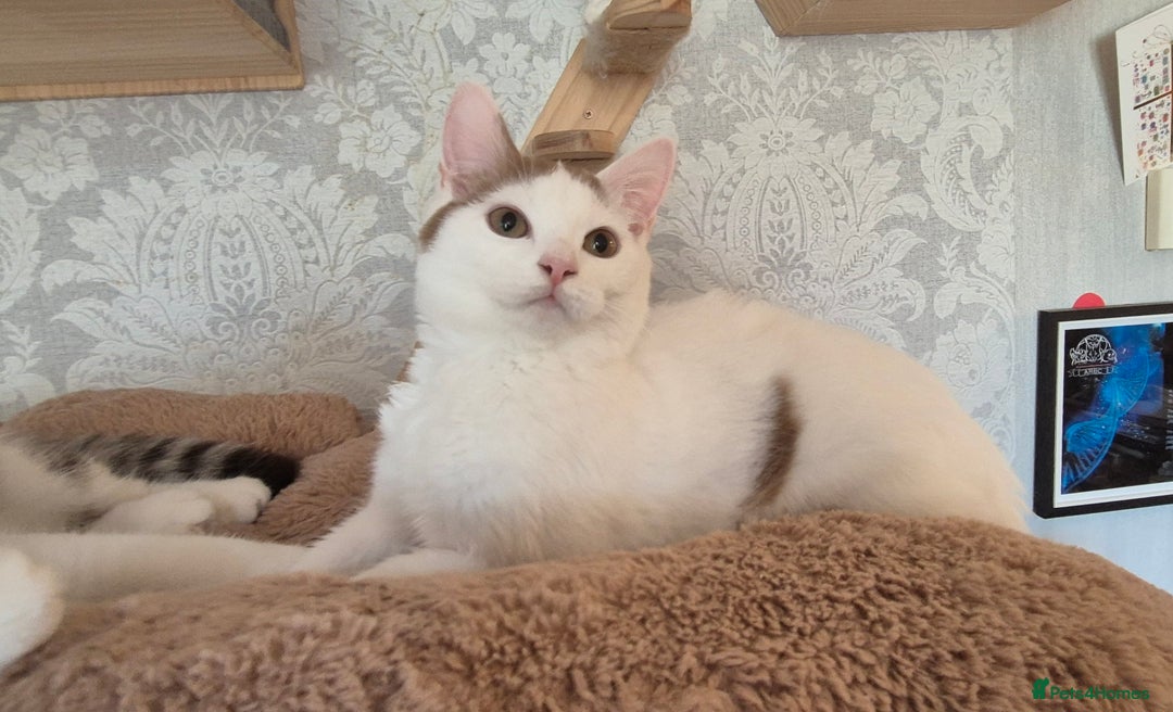British Shorthair cats for sale: 1 boy left!! Full vaccinated BSH kittens  - Image 3