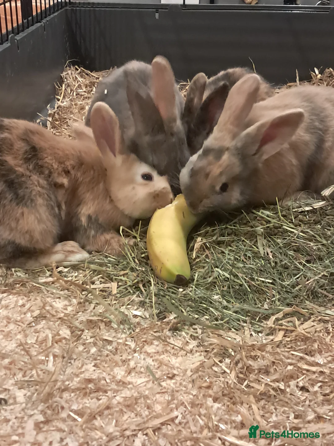 Mixed Breed rabbits for sale: Gorgeous lop x bunnies available  - Advert 4