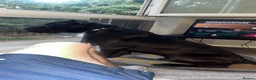 Cane Corso dogs for sale: Major the Male cane corso - Advert 2