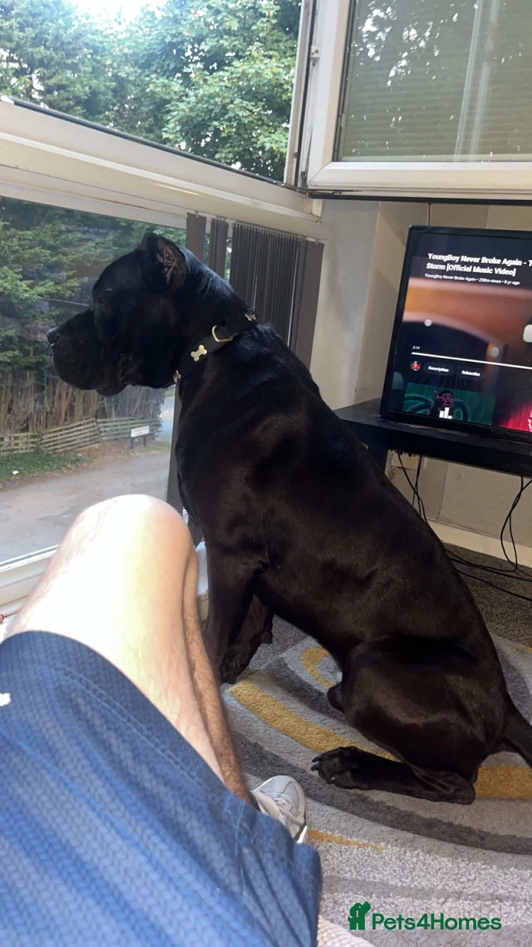 Cane Corso dogs for sale: Major the Male cane corso - Advert 2