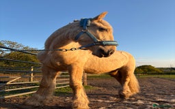 Palomino horses for sale: 14hh gelding  - Image 3