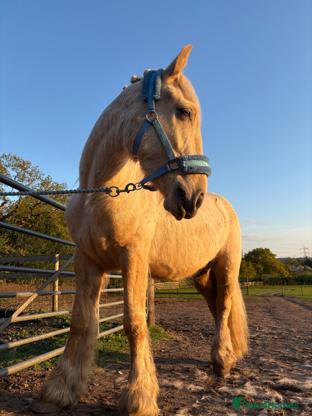 Palomino horses for sale: 14hh gelding  - Image 3
