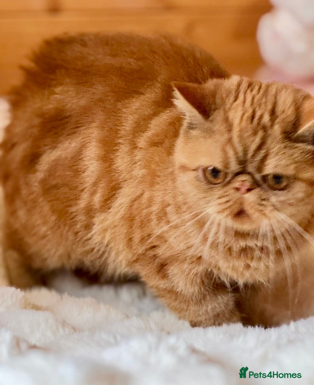 Exotic cats for sale: Gorgeous Young GCCF Exotic female PKD & PRA clear - Advert 4