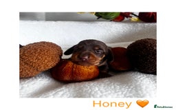 Miniature Dachshund dogs for sale: Miniature Smooth Dachshund Puppies  - Image 7