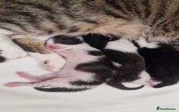 Mixed Breed cats for sale: 1 black and white kitten  - Image 3