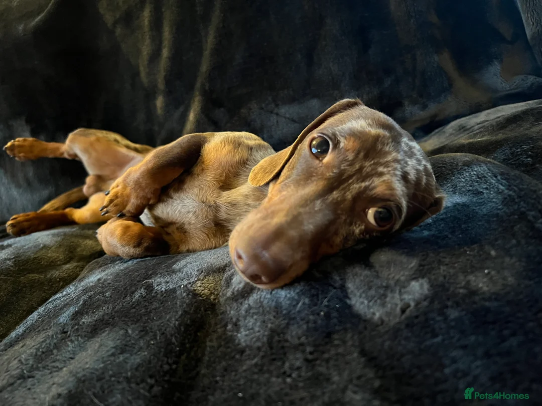 Miniature Dachshund dogs for stud: Proven, KC, PRA clear, tested, Miniature Dachshund in Hinckley - Advert 6