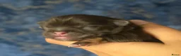 Shih Tzu dogs for sale: Beautiful Shih Tzu Puppies - Advert 6