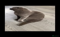 Scottish Fold cats for sale: Male Scottish Fold  - Image 3