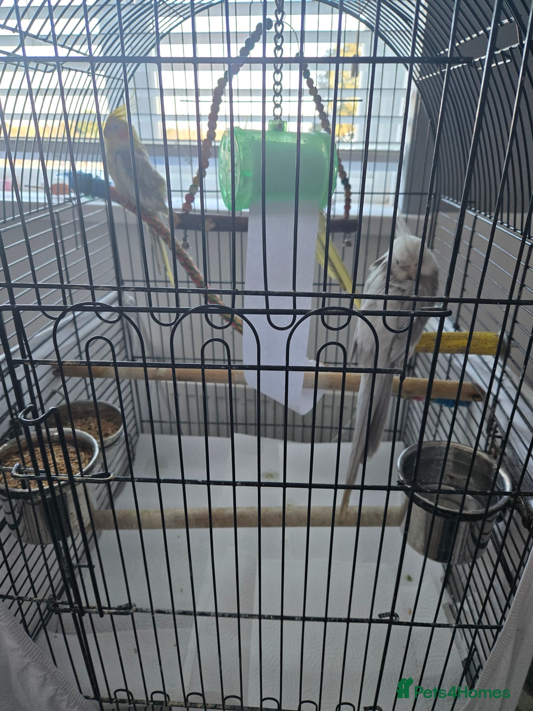 Cockatiels birds for sale: 2 males and 1 female available  - Advert 4