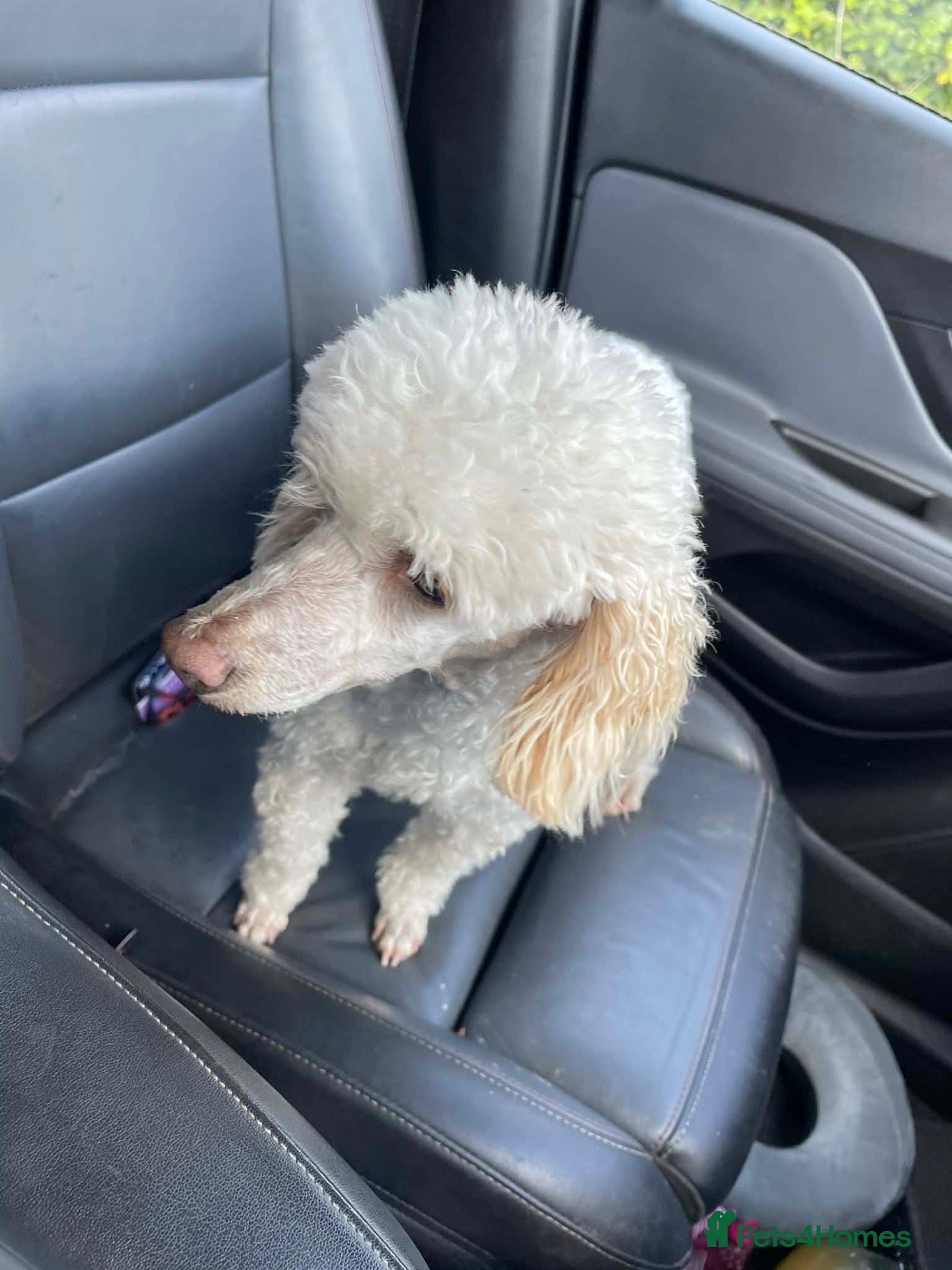 Toy Poodle dogs Toy poodle female  - Advert 1