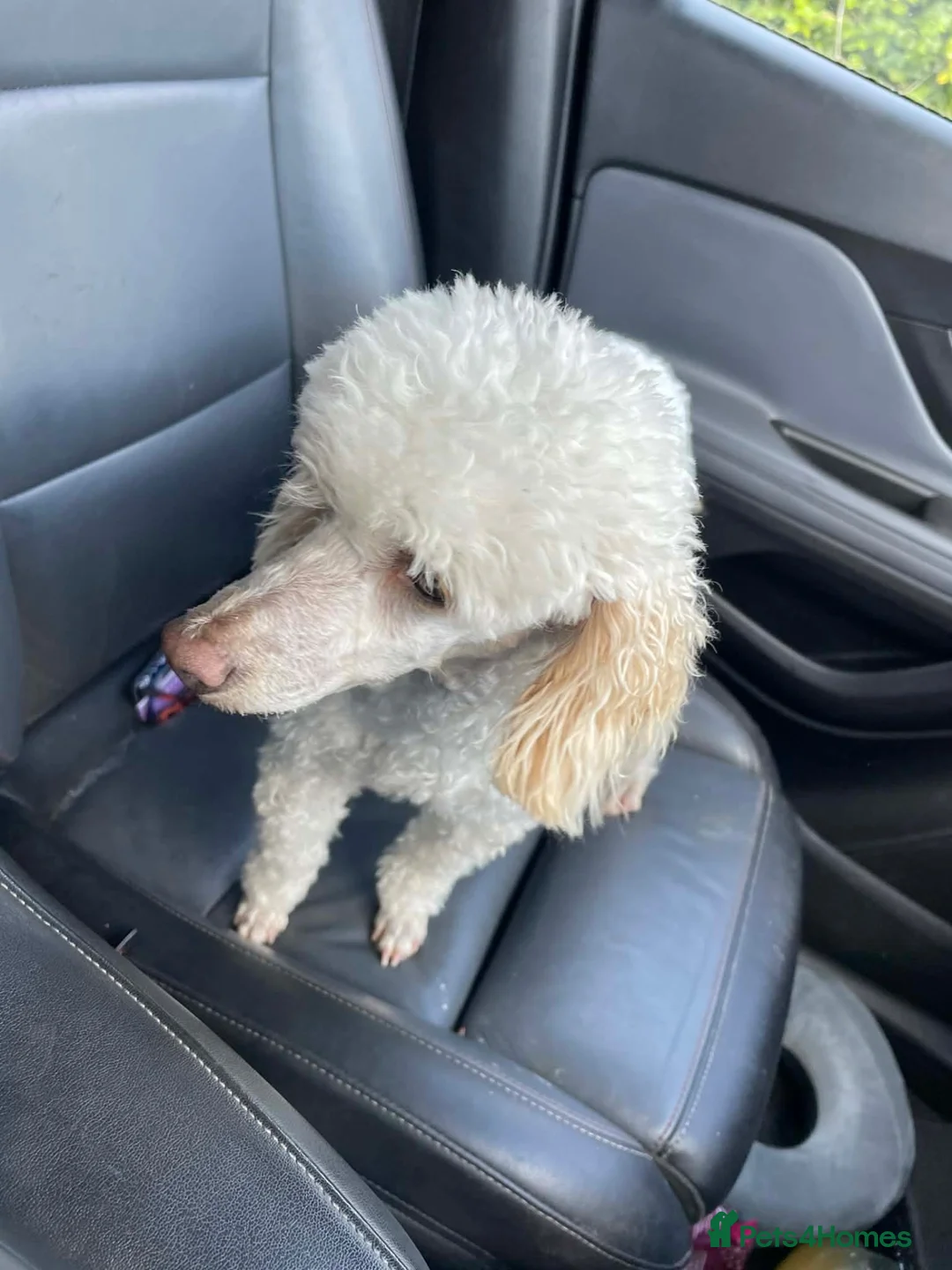 Toy Poodle dogs for sale: Toy poodle female  - Advert 1