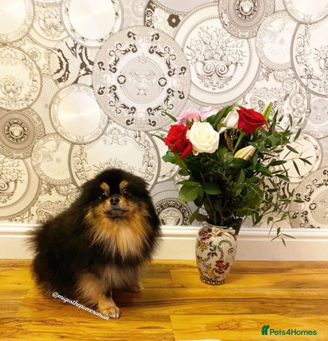 Pomeranian dogs for stud: Sunning Proven KC Black and Tan Pomeranian Stud in Ebbw Vale - Advert 4