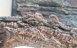 Bearded Dragon reptiles for sale: 6 Baby Bearded Dragons - Advert 9