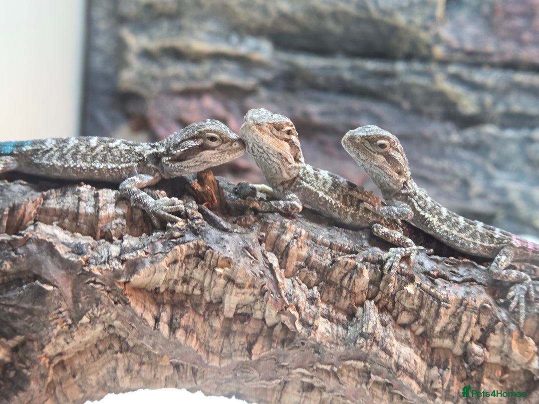 Bearded Dragon reptiles for sale: 6 Baby Bearded Dragons - Advert 9