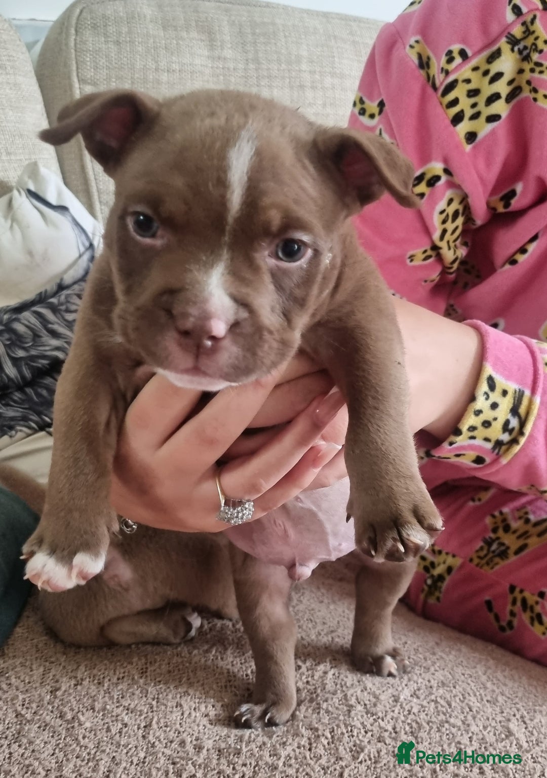 American Bully dogs for sale: Lovely pocket bully pup - Advert 7