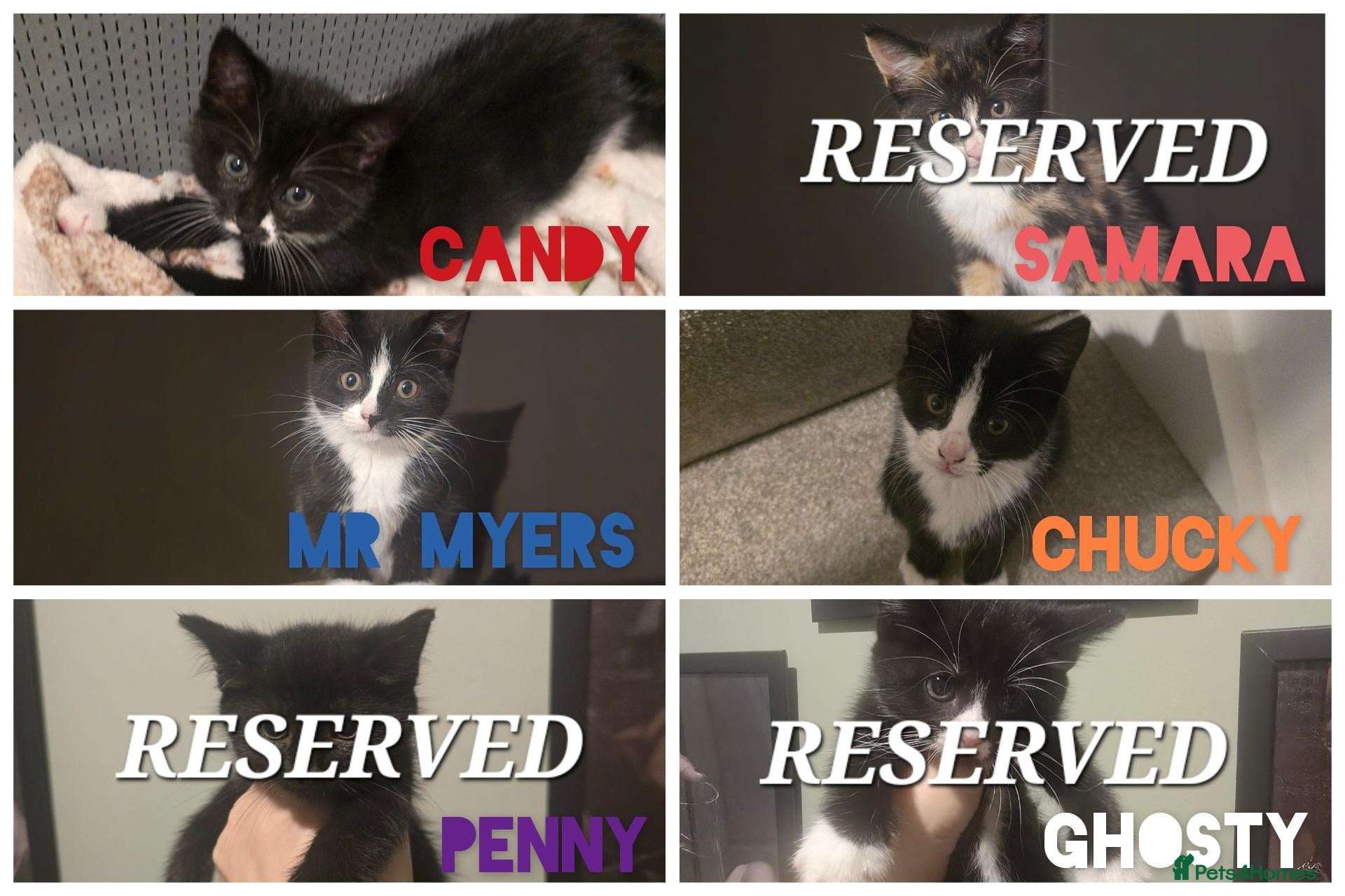 Mixed Breed cats **2 BOYS LEFT**  Tuxedo Boys looking for homes 🏡  - Advert 2