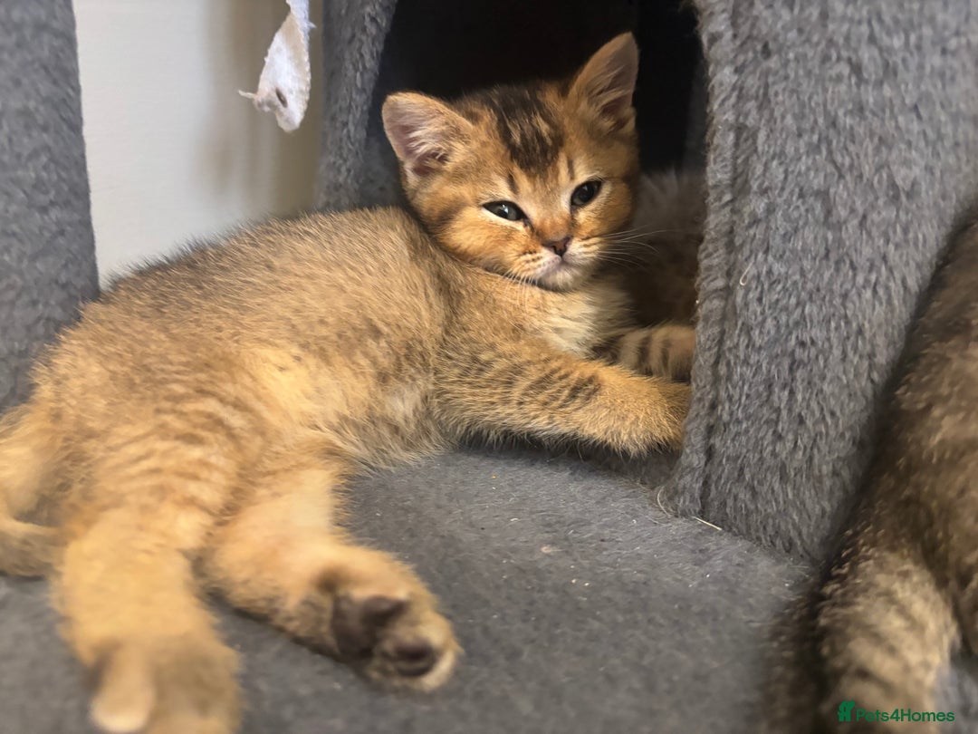 Brazilian Shorthair cats for sale: Last 2 gold tabby left ****READY TO GO ***** - Image 24