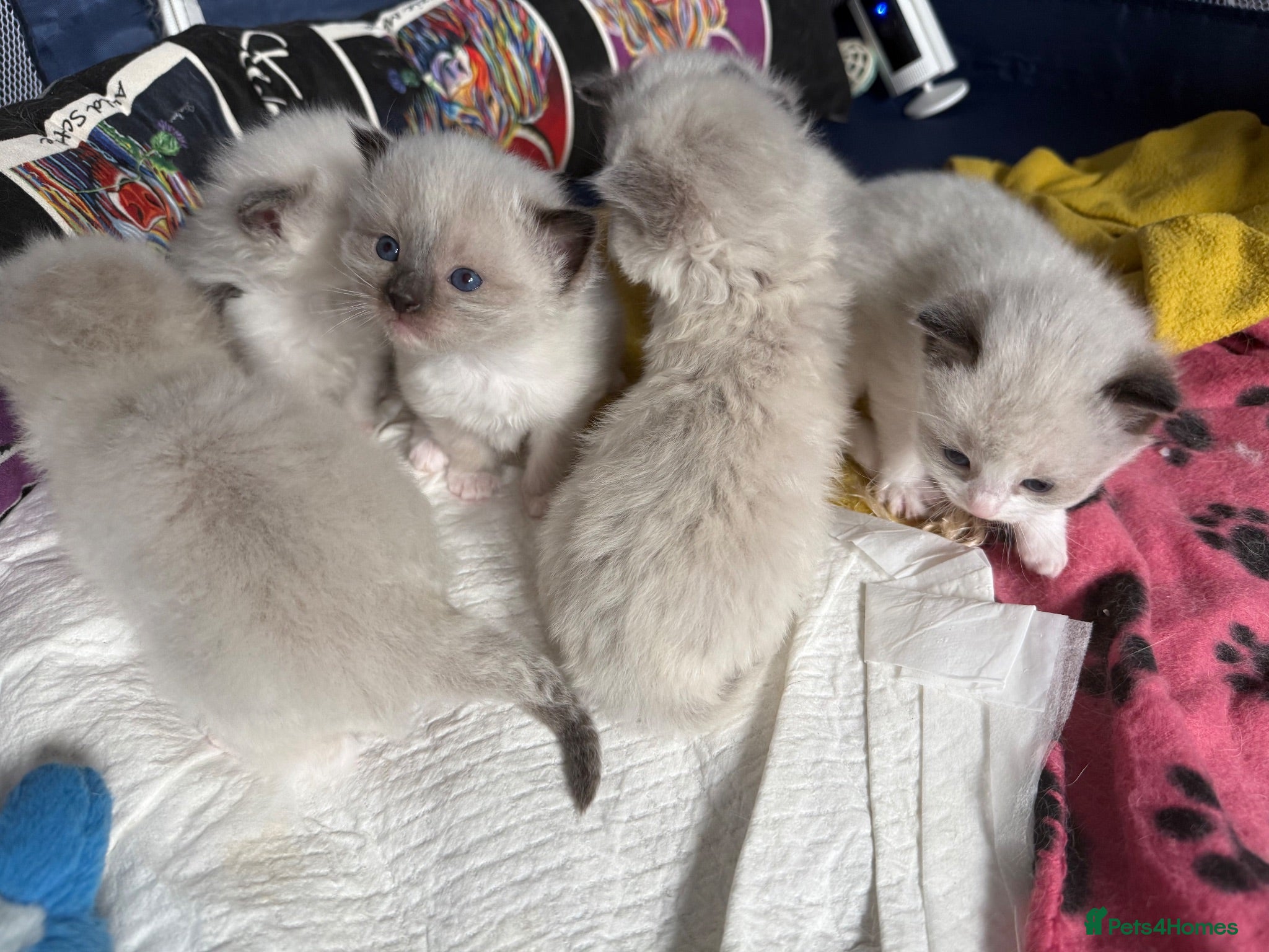 Ragdoll cats Ragdoll - Advert 16