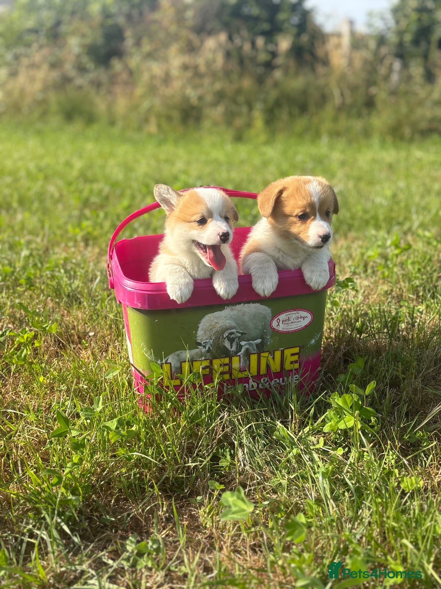 Welsh Corgi Pembroke dogs KC Pembrokeshire Corgi Puppies with Champion Lines - Advert 1