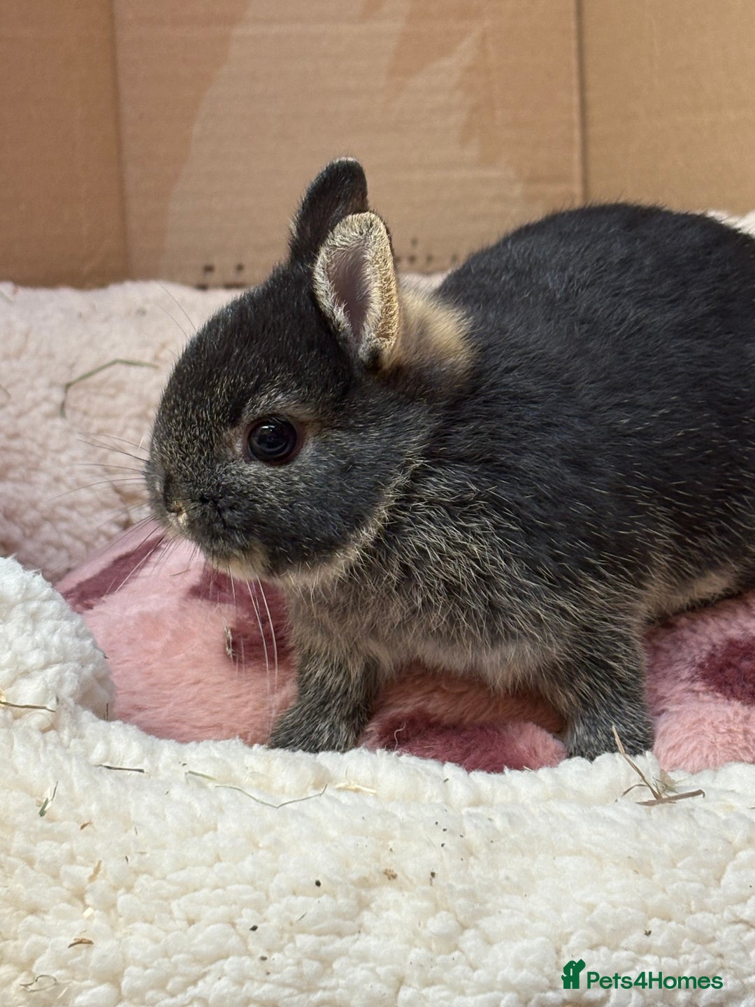 Netherland Dwarf rabbits for sale: Pure breed netherland dwarf (vaccinated)  - Advert 11