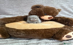 Pomeranian dogs for sale: Stunning lilac Pomeranians  - Advert 3