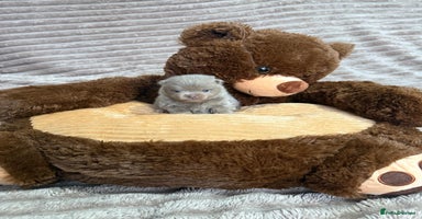 Pomeranian dogs Stunning lilac Pomeranians  - Advert 10