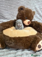 Pomeranian dogs Stunning lilac Pomeranians - Advert 4