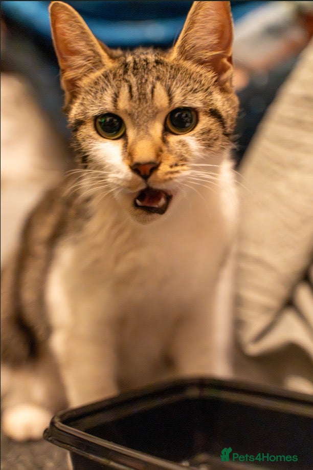 Mixed Breed cats for sale: Two playful kittens for rehoming - Advert 1