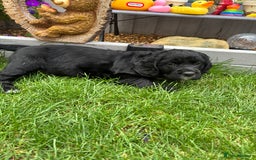 Cockerdor dogs for sale: 3 beautiful cockerador baby’s  - Image 16