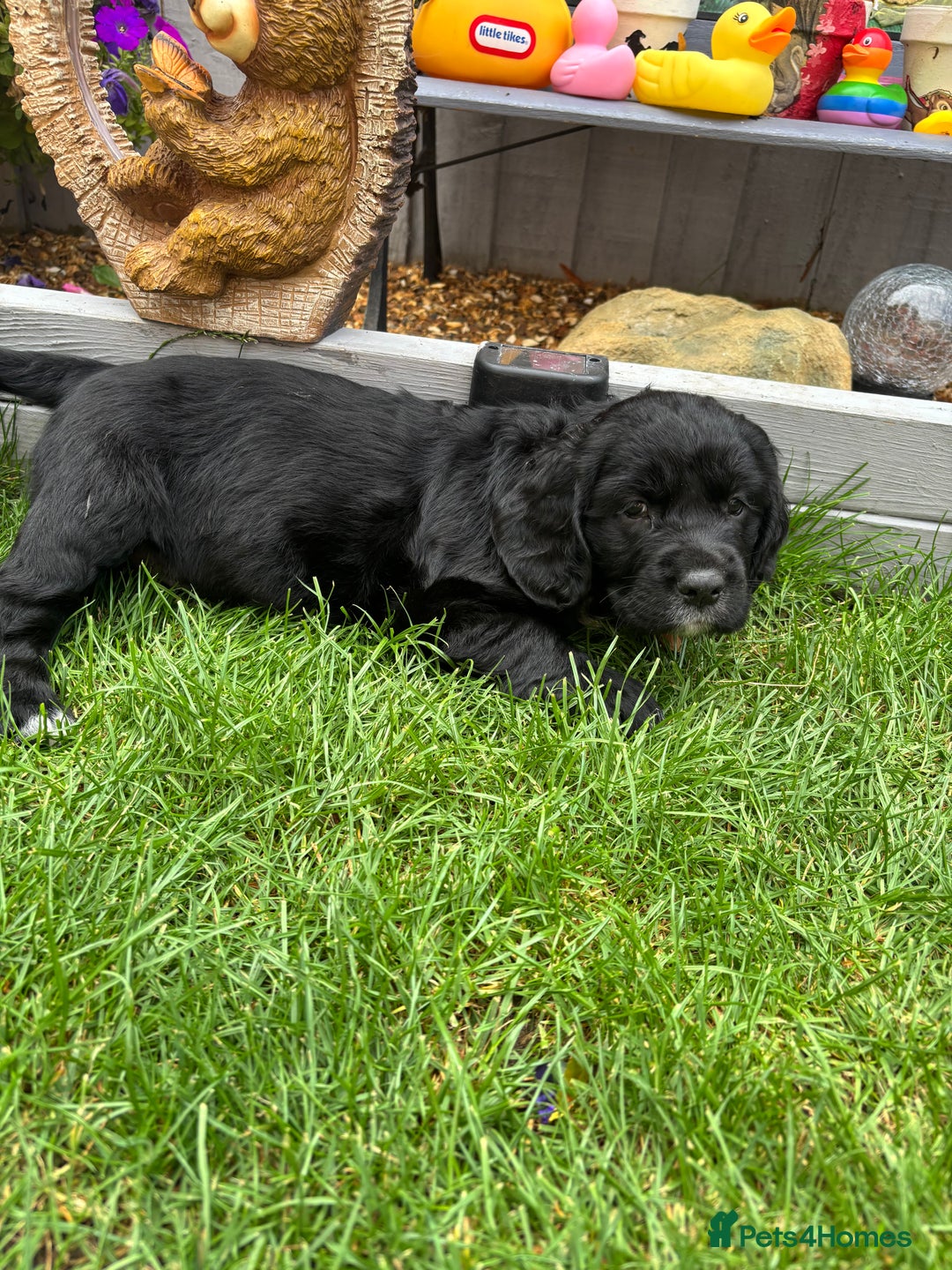 Cockerdor dogs for sale: 3 beautiful cockerador baby’s  - Image 16