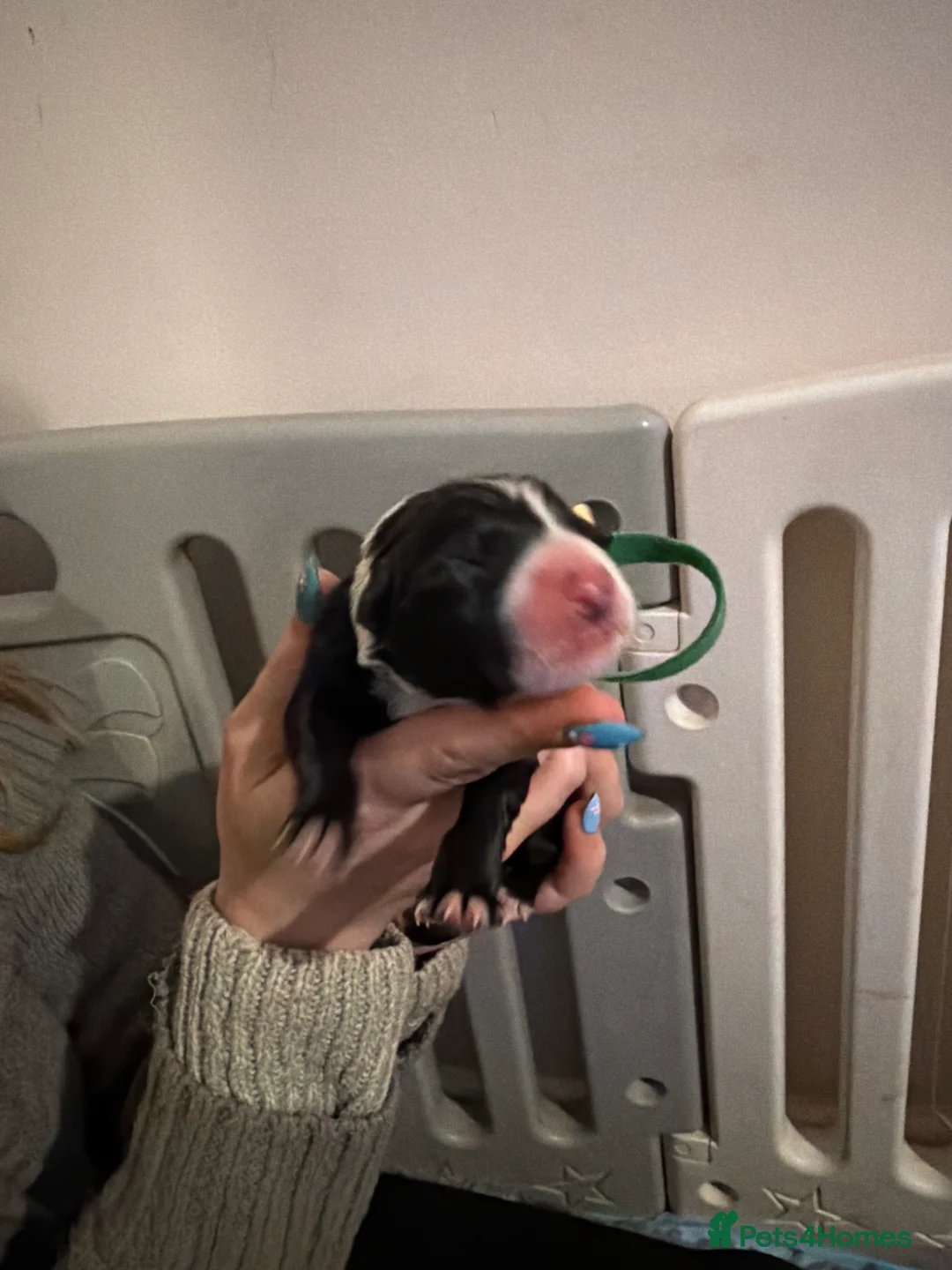Border Collie dogs for sale: Beautiful border collie pups  - Advert 27