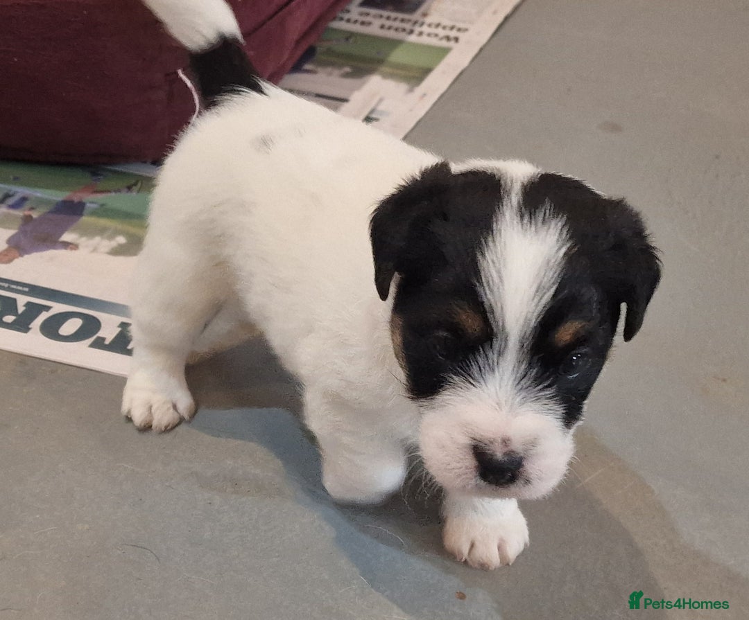 Jack Russell dogs for sale: KC Reg Jack Russell Pups,Parents DNA health tested - Image 16