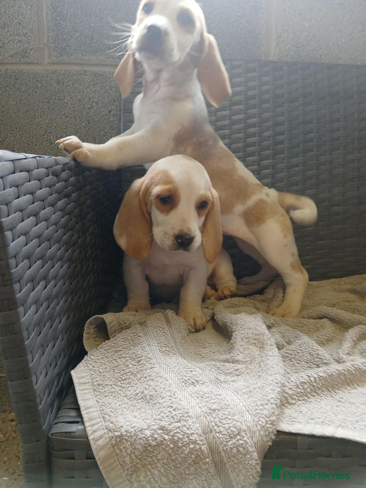 Mixed Breed dogs Beagle x basset  - Advert 2