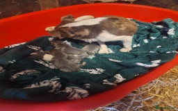 Jack Russell dogs for sale: Beautiful lilac and tan mini jacks  - Image 4