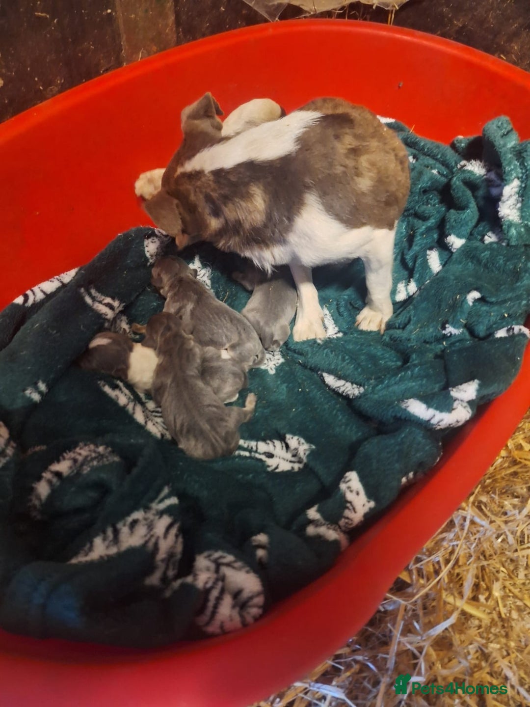 Jack Russell dogs for sale: Beautiful lilac and tan mini jacks  - Image 4