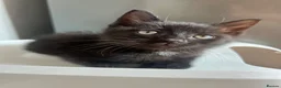 Mixed Breed cats for sale: Male kitten - Advert 23