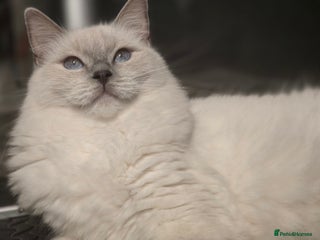 Ragdoll cats Precious GCCF Registered Ragdoll Kittens - 3 Girls - Advert 1