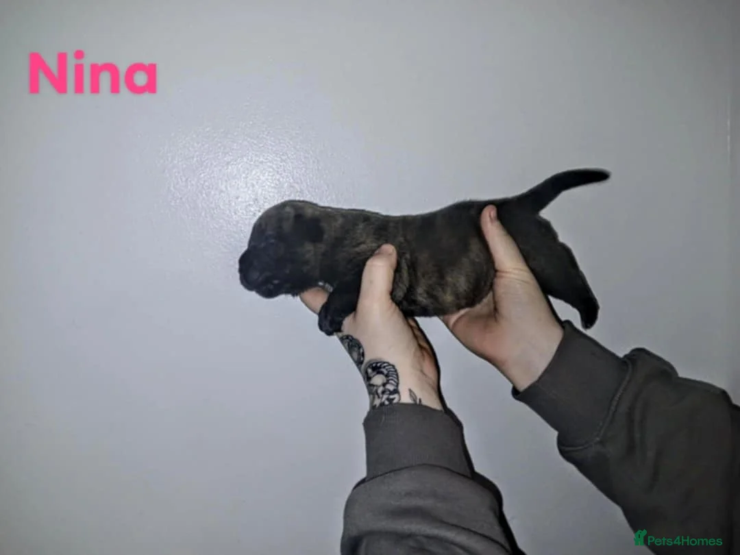 Mixed Breed dogs for sale: CANE CORSO X PRESA CANARIO PUPS £750 - Advert 22