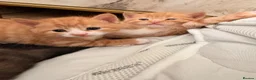 Mixed Breed cats for sale: Kittens for sale in Hounslow - Advert 10