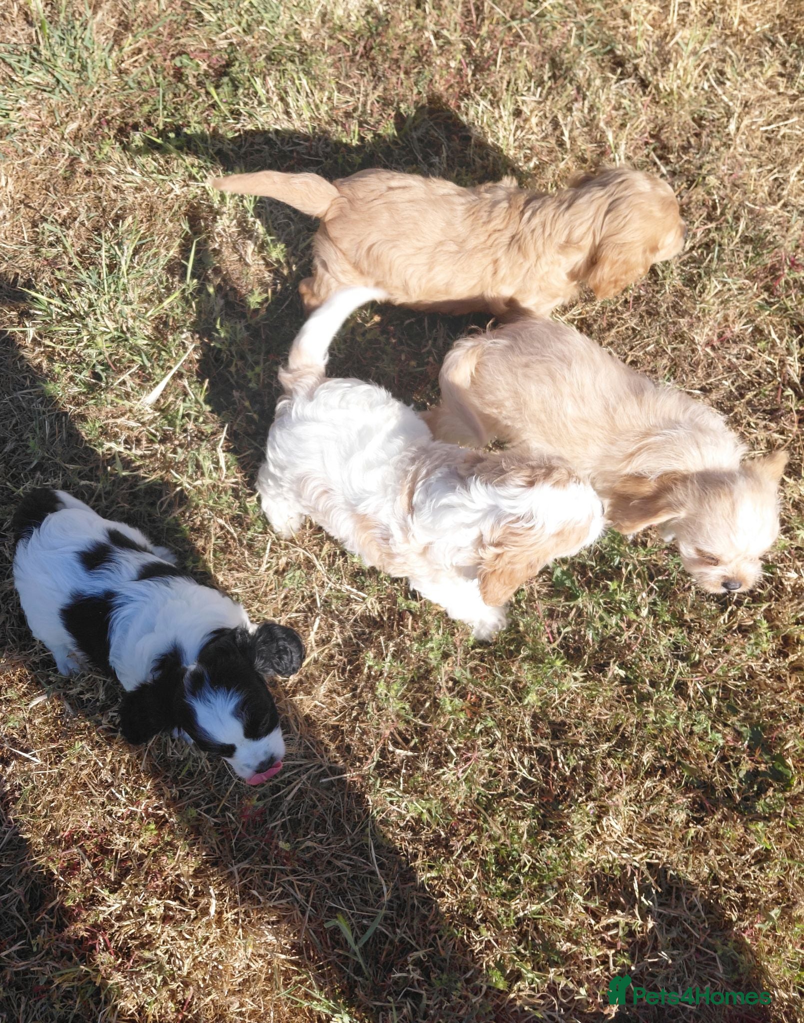 Cavalier King Charles Spaniel dogs Fluffy Cavalier King Charles X Jackapoo Puppies - Advert 1