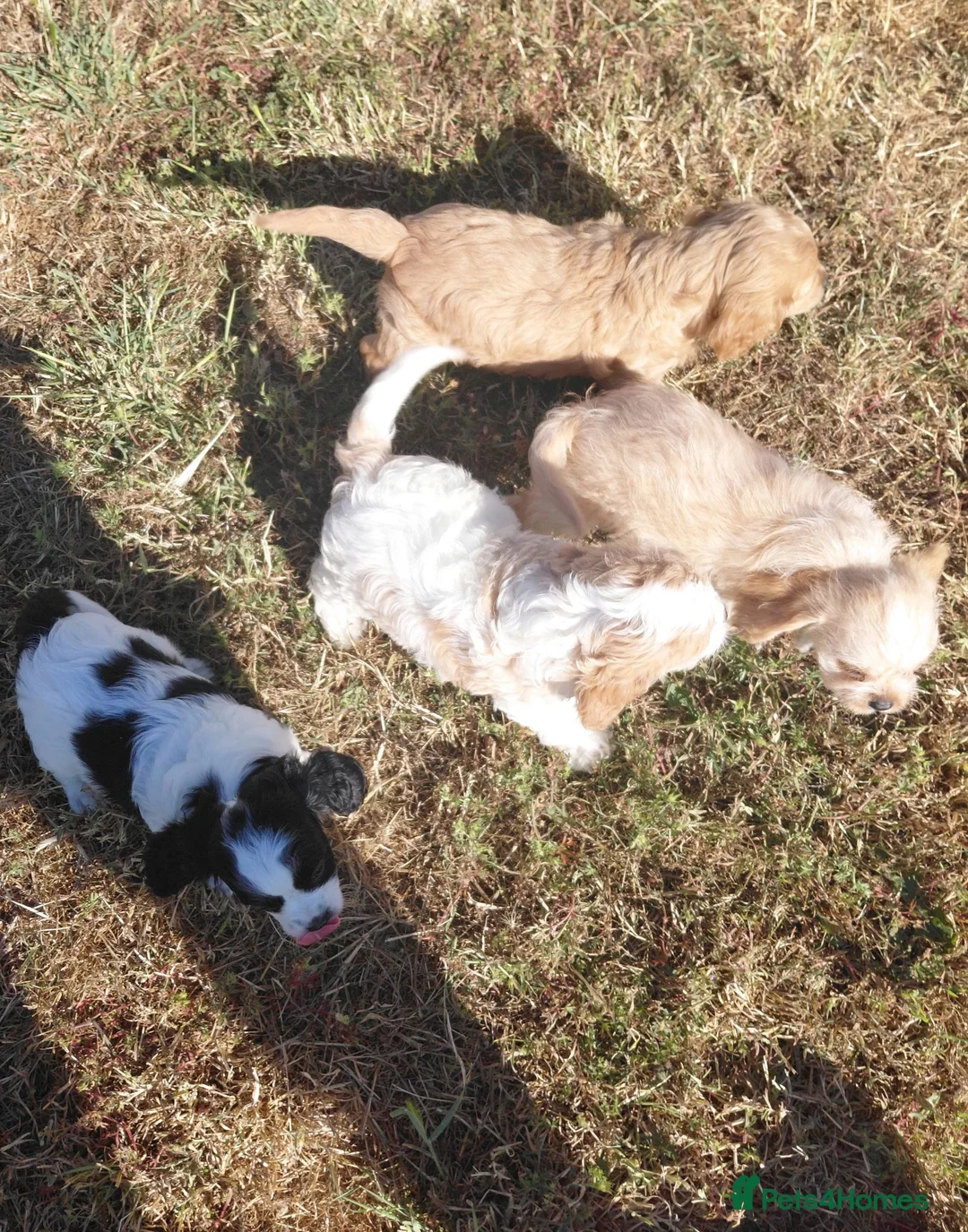 Cavalier King Charles Spaniel dogs for sale: Fluffy Cavalier King Charles X Jackapoo Puppies in Chichester - Advert 1