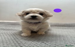 Maltese dogs for sale: Cute Maltese Puppies Looking for Loving Homes🇬🇧  - Image 16